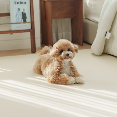 개놀자 슬림 실리콘 강아지 롤매트 고양이 미끄럼방지 매트 그레이, 140x300cm